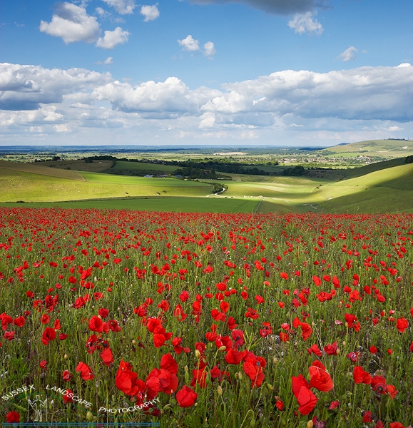 slides/Steyning Bowl Poppies 2.jpg poppies,daytime,flowers,red,poppies,south downs national park,west sussex,clouds,blue sky Steyning Bowl Poppies 2